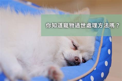 小動物死掉怎麼處理|寵物死亡：悲傷情緒及後續處理 – 寵物百科